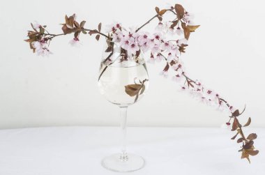 beyaz arkaplanda bahar çiçekleri. 