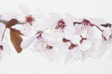 beyaz arkaplanda bahar çiçekleri. 