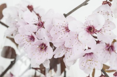 beyaz arkaplanda bahar çiçekleri. 