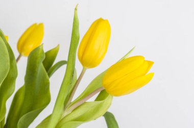 Laleler, çiçek doğası, sarı, buket, bahar, gövde, hediye, çiçekçi