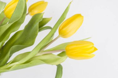 Laleler, çiçek doğası, sarı, buket, bahar, gövde, hediye, çiçekçi