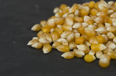 ham organik mısır tohumları 