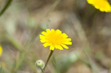 Arkaplanda sarı çiçek 