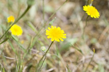 Arkaplanda sarı çiçek 