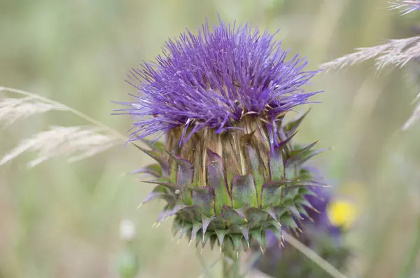 a close up of a purple thistle flower in the field