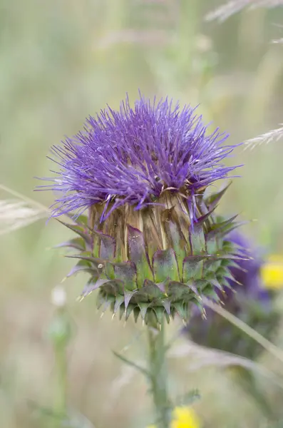 a close up of a purple thistle flower in the field