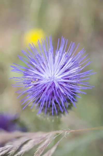 a close up of a purple thistle flower in the field