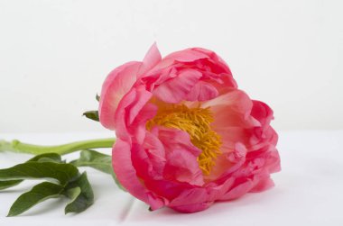 Şakayık, çiçek, taç yaprağı, bahçe, doğa, holor, ilkbahar, çiftlik, tarla, yeşil, pembe,