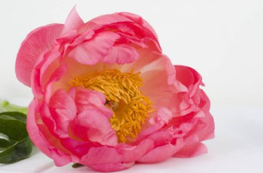 Şakayık, çiçek, taç yaprağı, bahçe, doğa, holor, ilkbahar, çiftlik, tarla, yeşil, pembe,