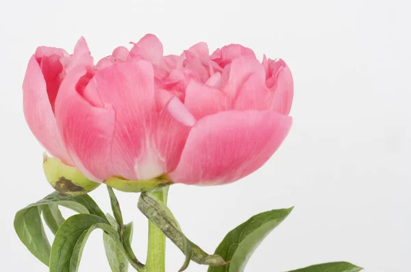 Pfingstrose Blumen Blütenblatt Garten Natur Holor Frühling Bauernhof Feld Grün — Stockfoto