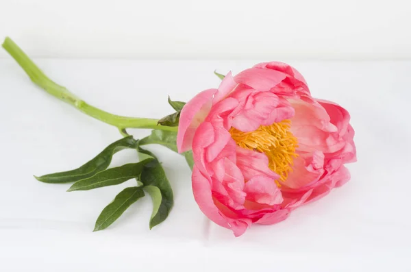 Pfingstrose Blumen Blütenblatt Garten Natur Holor Frühling Bauernhof Feld Grün — Stockfoto