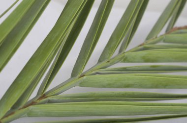 Palmiye yaprağı, beyaz arkaplan, üst görünüm