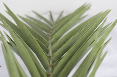 Palmiye yaprağı, beyaz arkaplan, üst görünüm