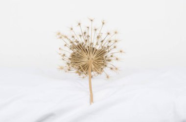 Beyaz arka plan üzerinde kuru çiçek 