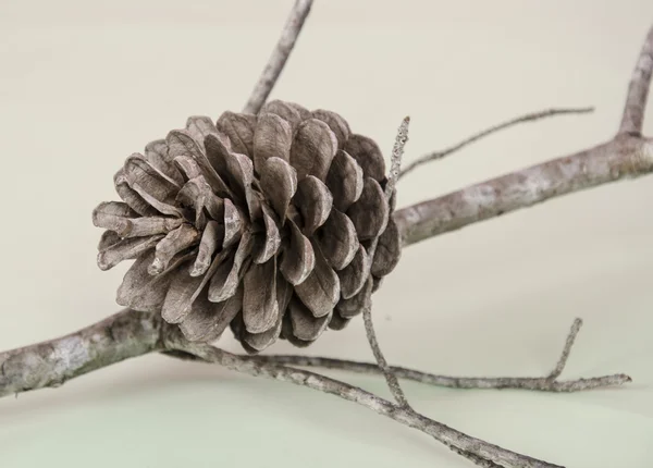 Cones e abeto isolado em branco — Fotografia de Stock