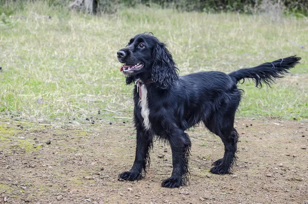 güzel köpek oturuyor