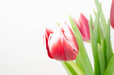 Beyaz arkaplanda kırmızı lale