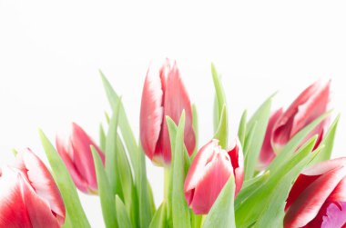 Beyaz arkaplanda kırmızı laleler