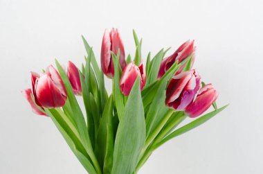 Beyaz arkaplanda pembe laleler.