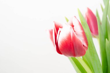 Beyaz arkaplanda kırmızı lale