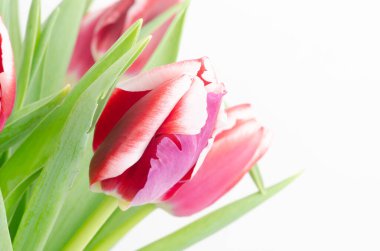 Beyaz arkaplanda kırmızı laleler