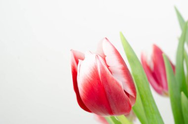 Beyaz arkaplanda kırmızı lale