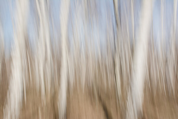 abstract image of the forest