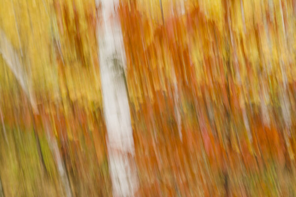 abstract image of the forest