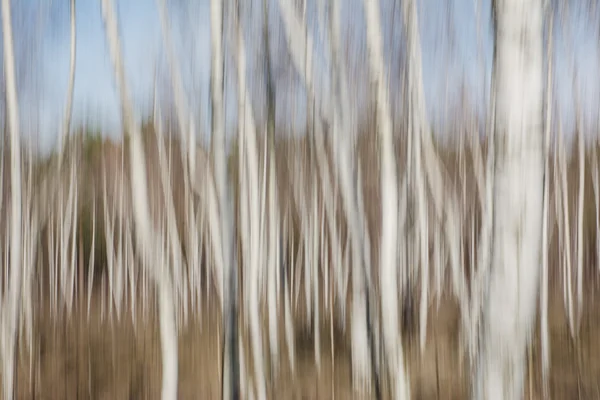Abstract beeld van het bos Stockfoto