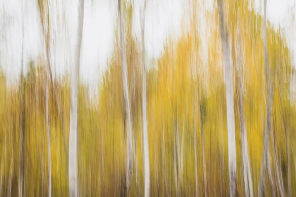 Imagen abstracta del bosque Fotos de stock libres de derechos