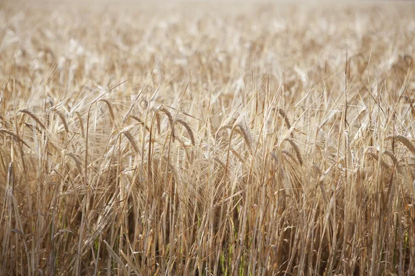 Campo di grano — Foto Stock