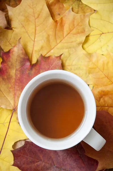 Autumn tea — Stock Photo, Image