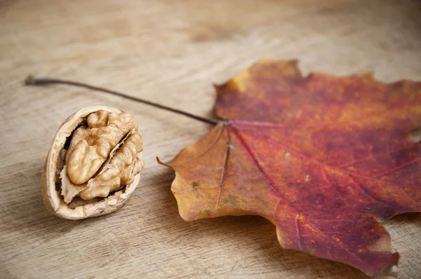 Walnut — Stock Photo, Image