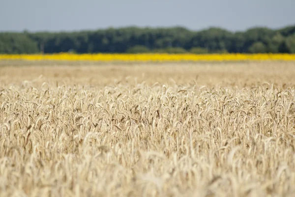 Campo di grano — Foto Stock