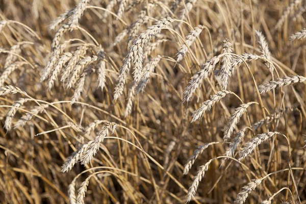 Campo di grano — Foto Stock