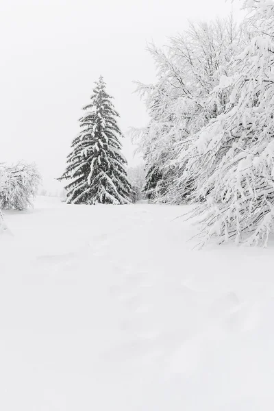 Foresta invernale — Foto Stock