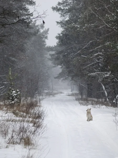 Donmuş köpek — Stok fotoğraf