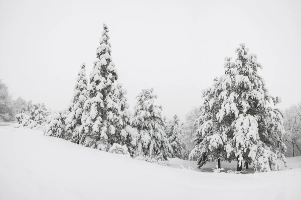 Snöig skog — Stockfoto