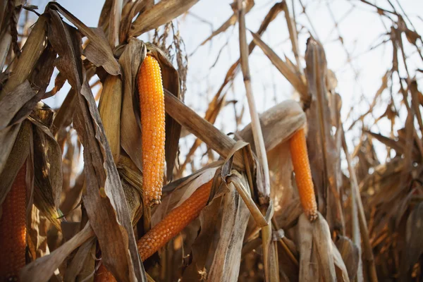 初期の穀物の種 — ストック写真