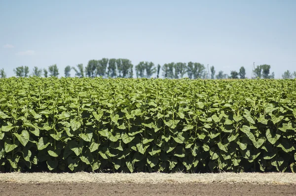 Plantas —  Fotos de Stock