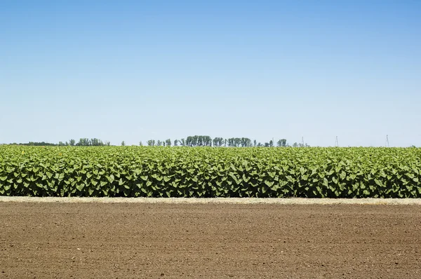 Plantas — Fotografia de Stock