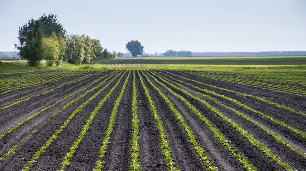 Campo — Foto Stock