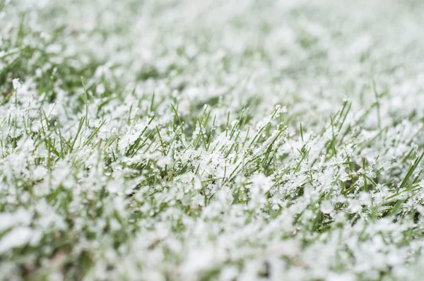 Neve sull'erba — Foto Stock