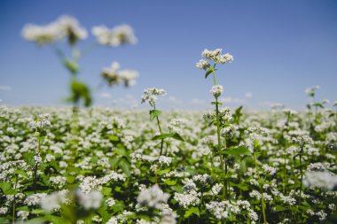 Çiçekli buğday alanı
