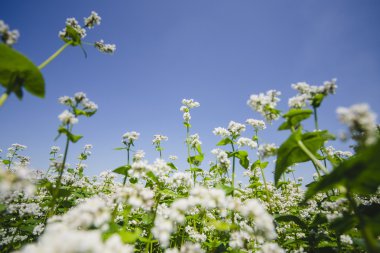 Çiçekli buğday alanı