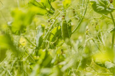 soya fasulyesi yeşil alan
