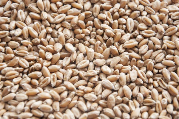 Seeds of early grain crops — Stock Photo, Image