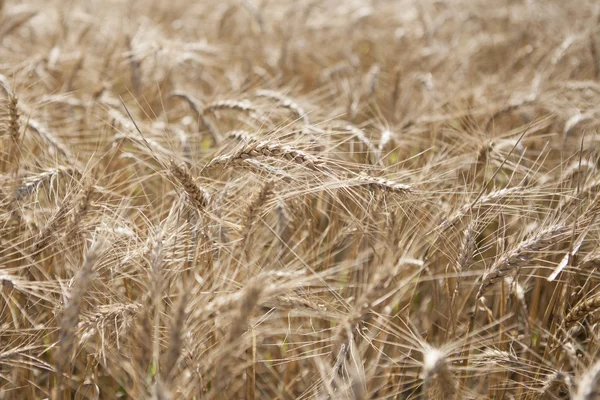 Campo di grano maturo — Foto Stock