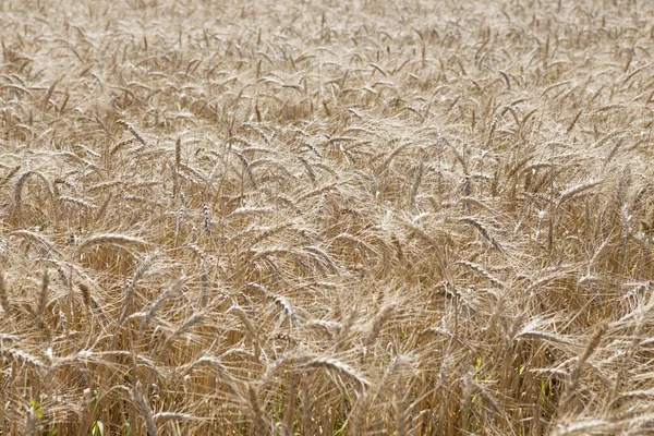 Campo di grano maturo — Foto Stock