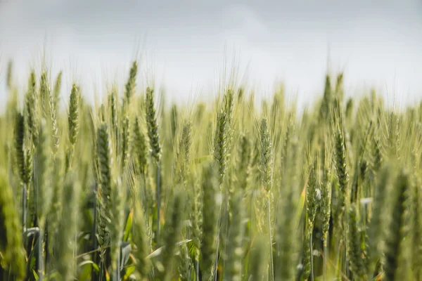 Olgun buğday alanı